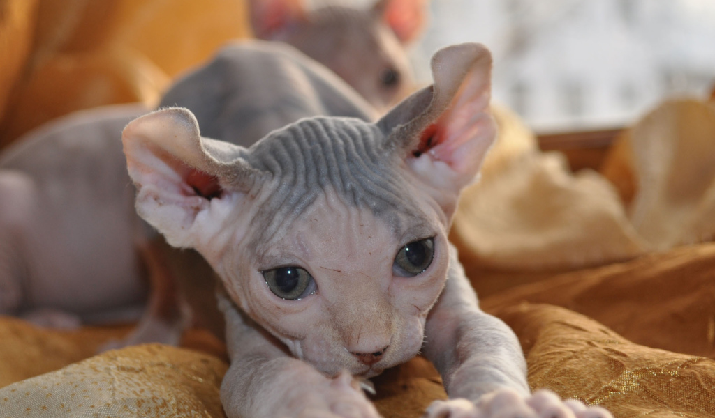 Красивый котенок минскин