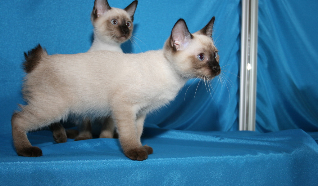 Красивые котята меконгский бобтейл