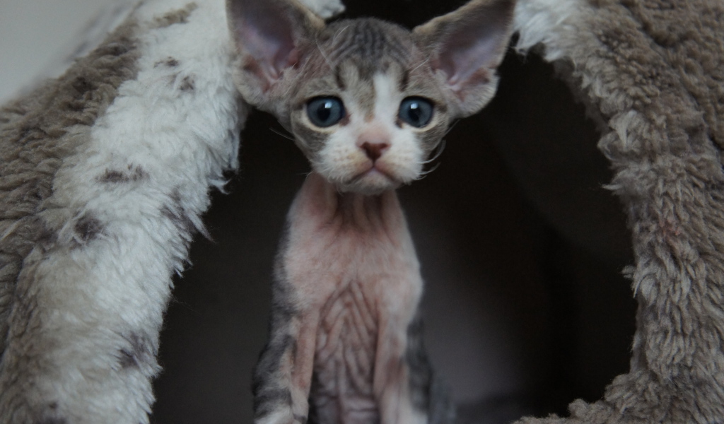 Большеголовый котенок девон-рекс