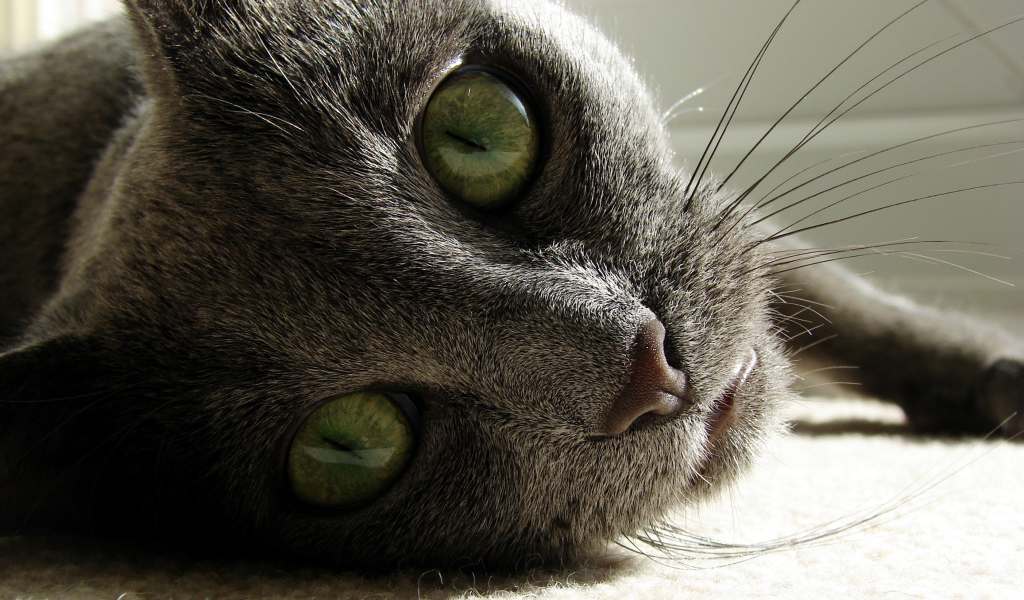 Большие глаза русской голубой кошки