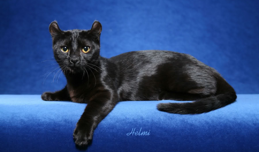 Черный американский керл