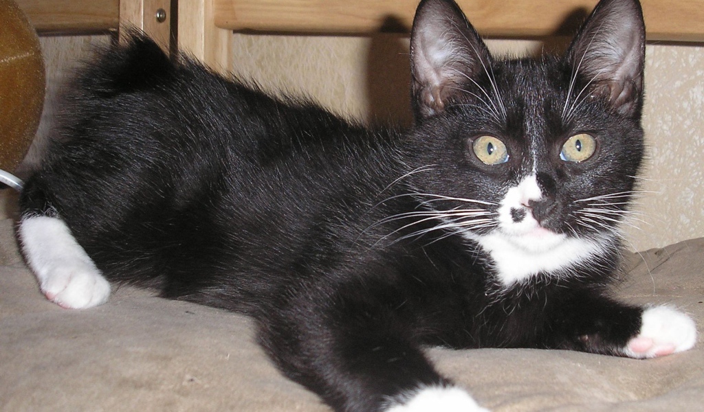 Черный курильский бобтейл