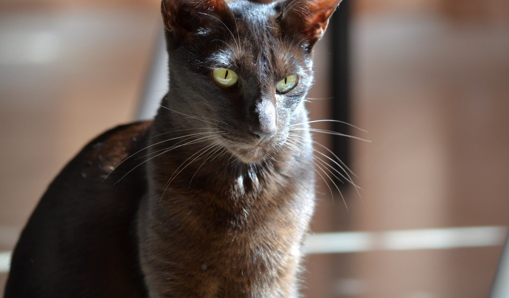 Черная ориентальная короткошерстная кошка