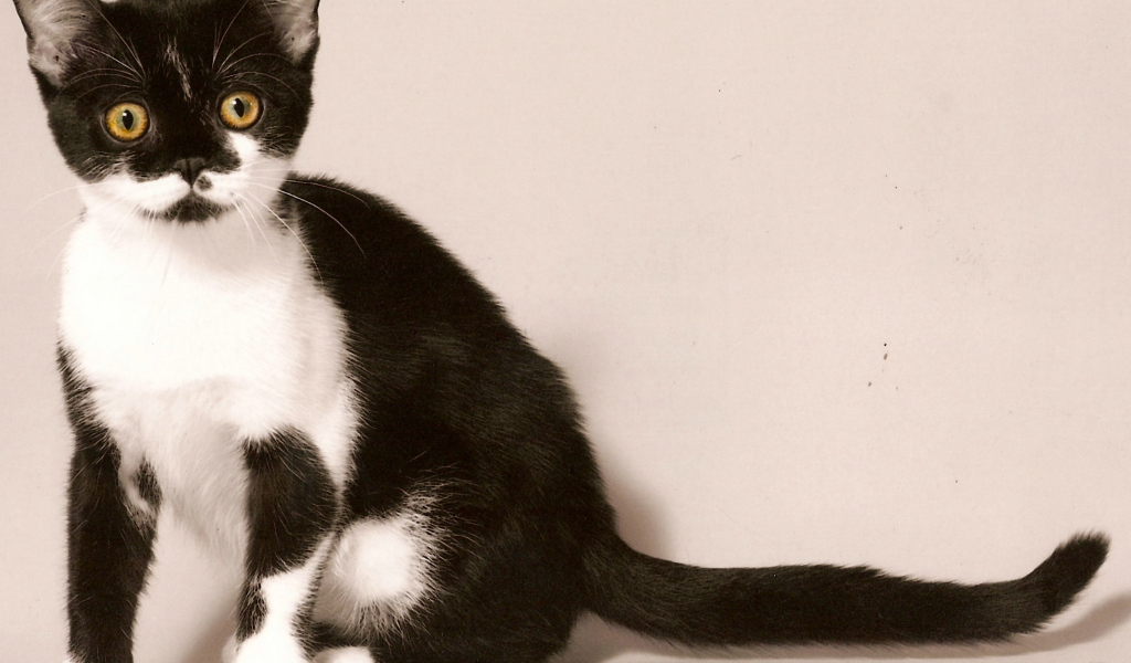 Черно белая американская короткошерстная кошка