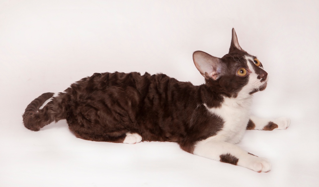 Черно белый корниш рекс