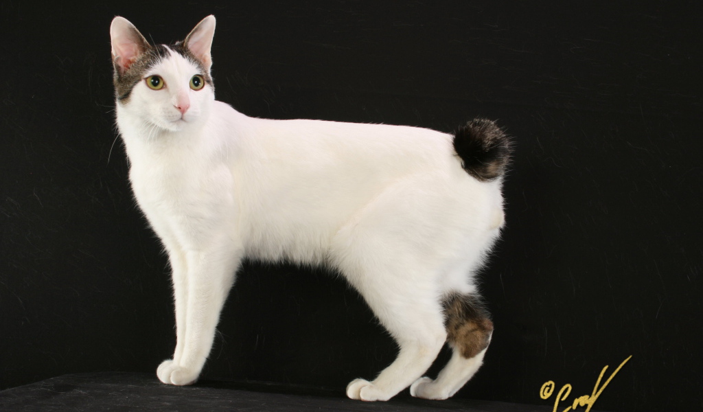 Бело черный японский бобтейл