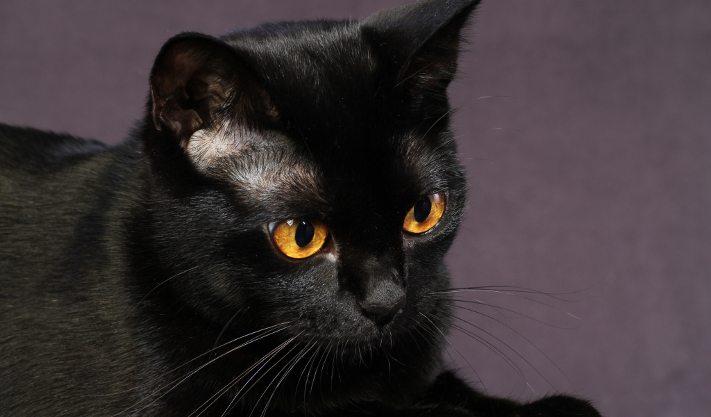 Черная бомбейская кошка