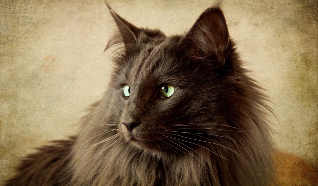 Черный кот нибелунг