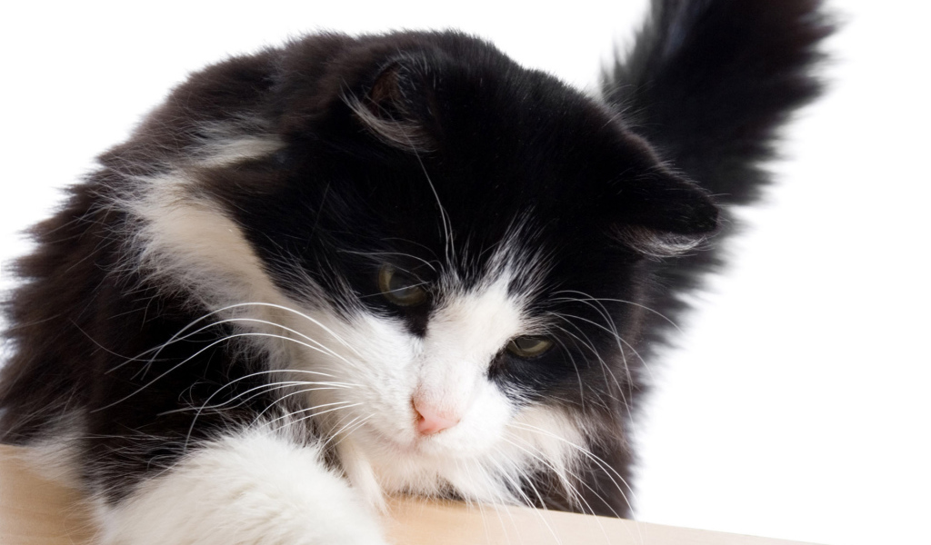 Черный кот с белой мордой