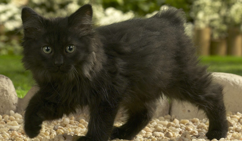 Черный котенок норвежской лесной кошки