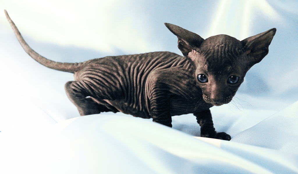 Черный котенок петерболд