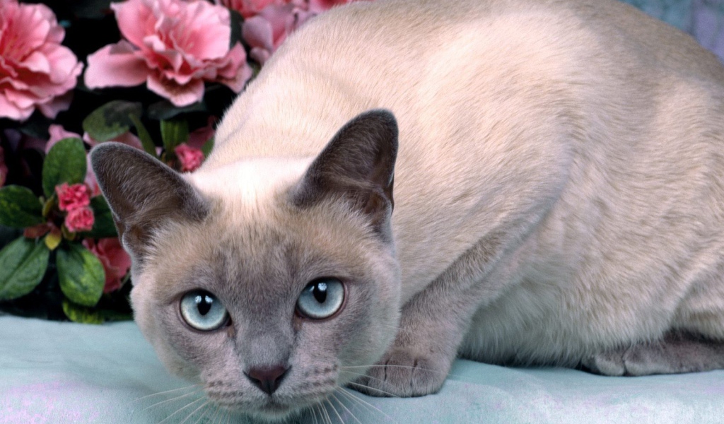 Голубоглазая тонкинская кошка