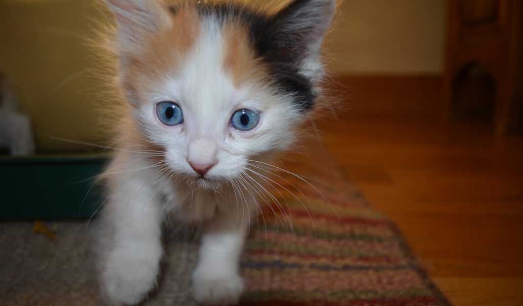 Голубоглазый котенок японский бобтейл