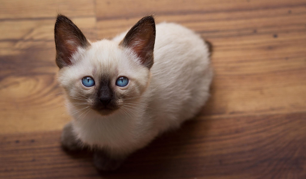 Голубоглазый котенок меконгский бобтейл