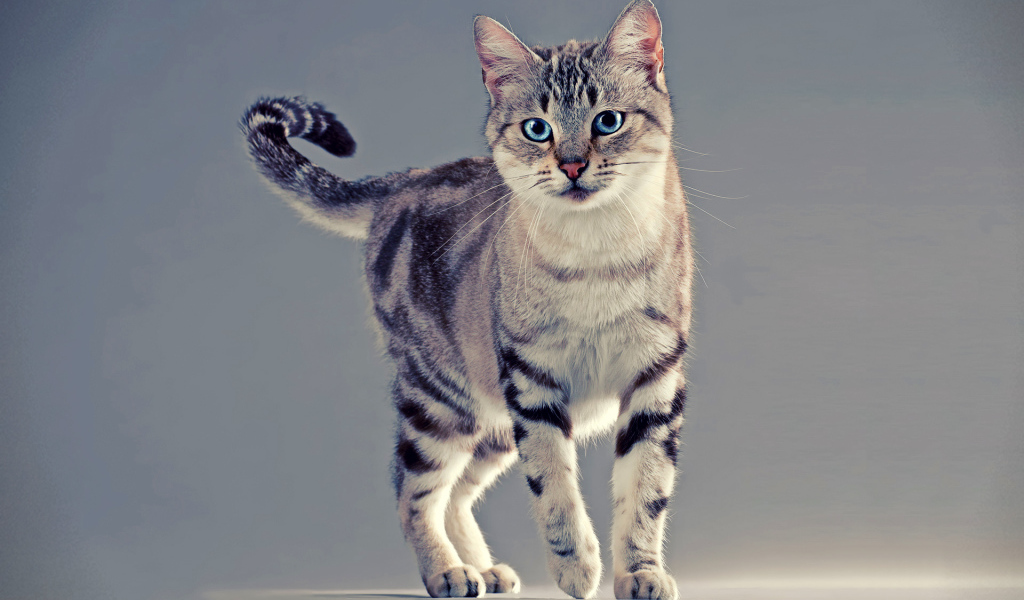 Голубоглазая американская жесткошерстная кошка