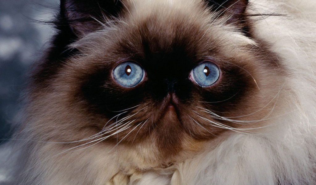 Голубые глаза гималайской кошки