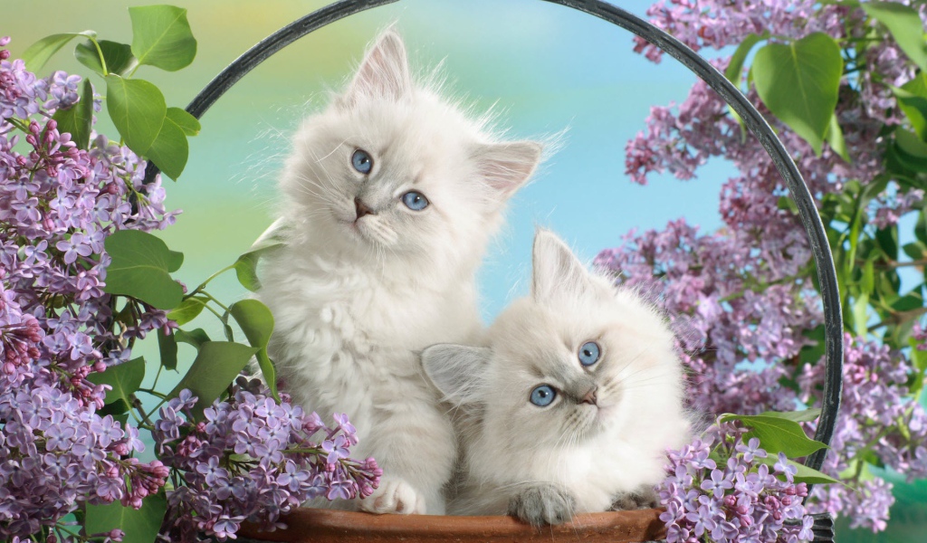 Голубоглазые котята