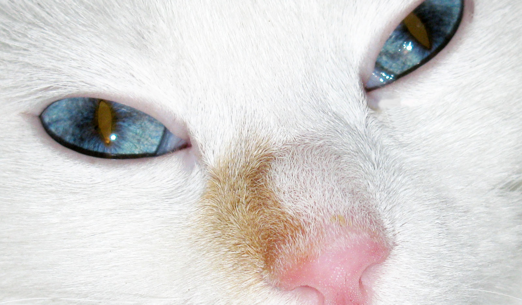 Голубые глаза турецкого вана