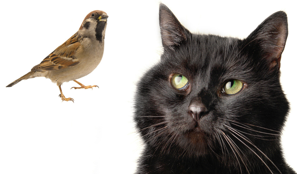 Бомбейская кошка смотрит на птичку