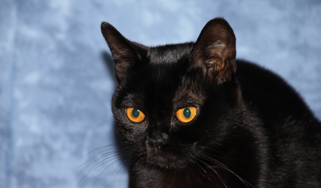 Бомбейская кошка на голубом фоне