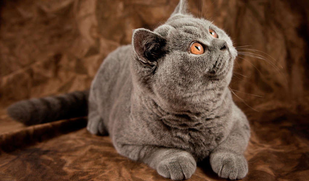 Порода британская длинношерстная кошка