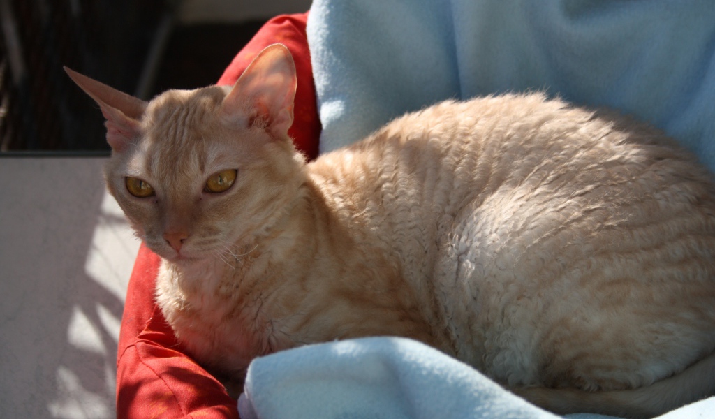 Порода немецкий рекс