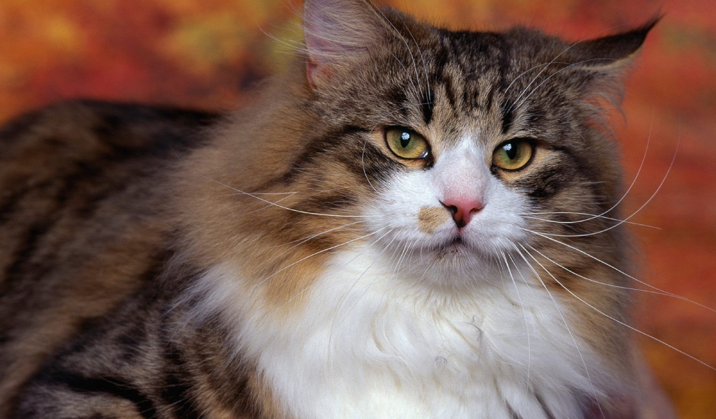 Порода норвежская лесная кошка