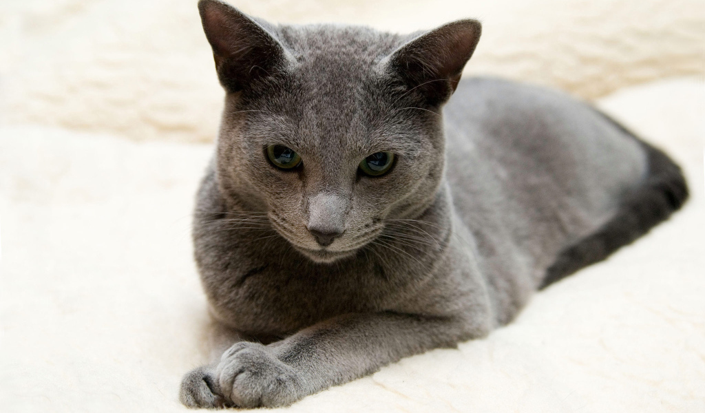 Порода русская голубая кошка