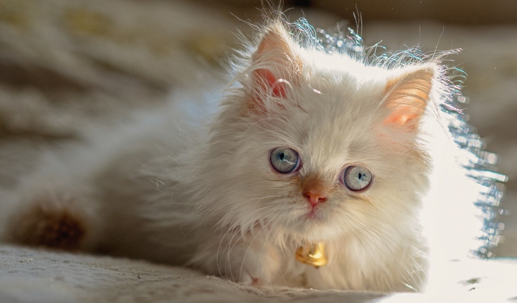 Светлый котенок гималайской кошки