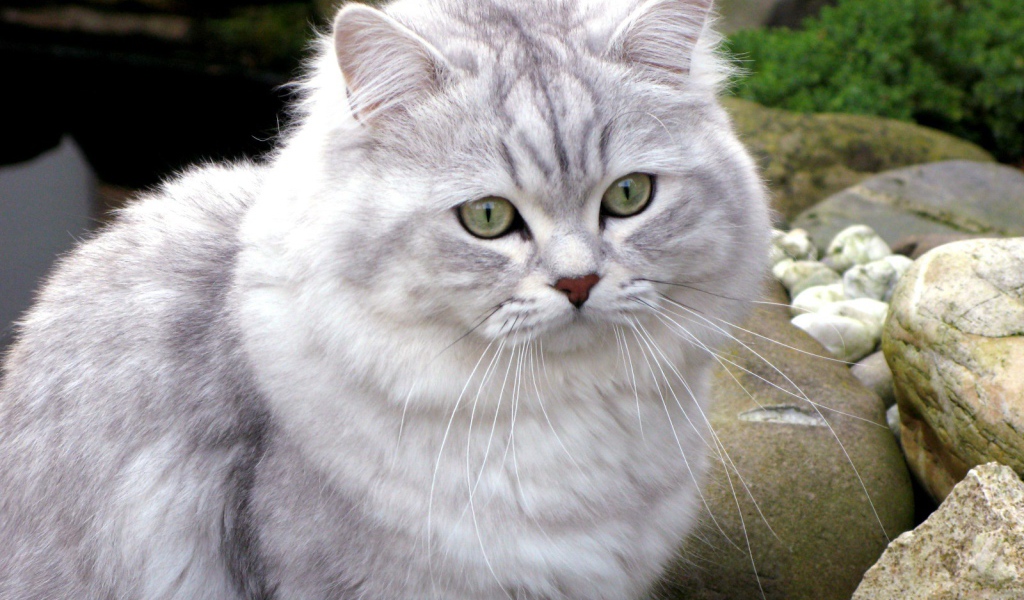 Британская длинношерстная кошка среди камней