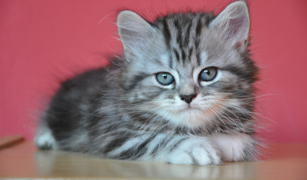 Котенок британской длинношерстной кошки