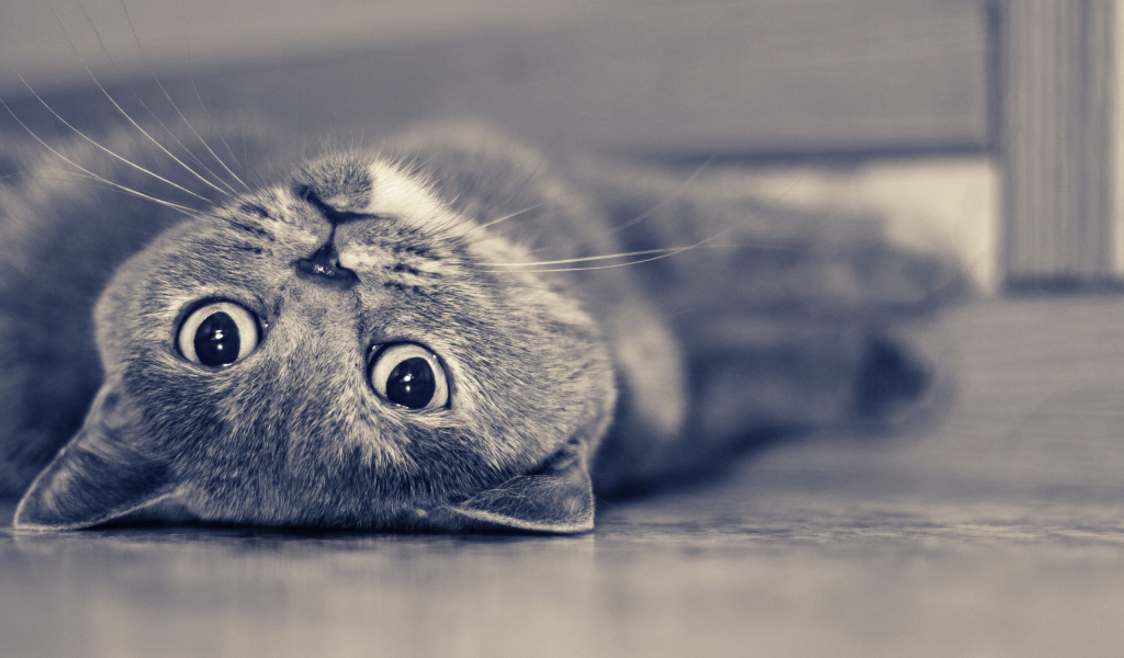 Британская короткошерстная кошка лежит на спине