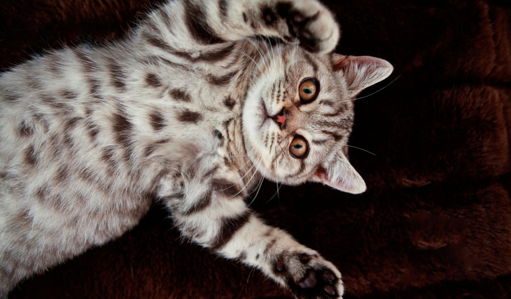 Котенок британской короткошерстной кошки на спине