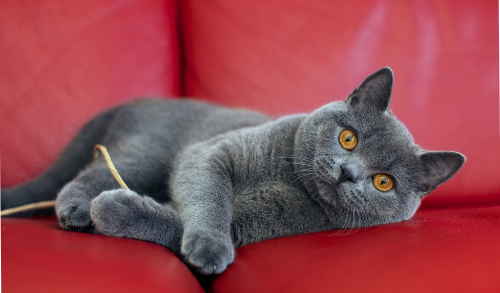Британская короткошерстная кошка на диване