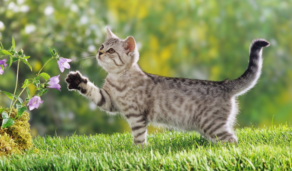 Британский короткошерстный котенок