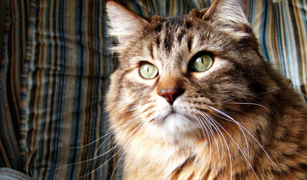 Коричневая норвежская лесная кошка