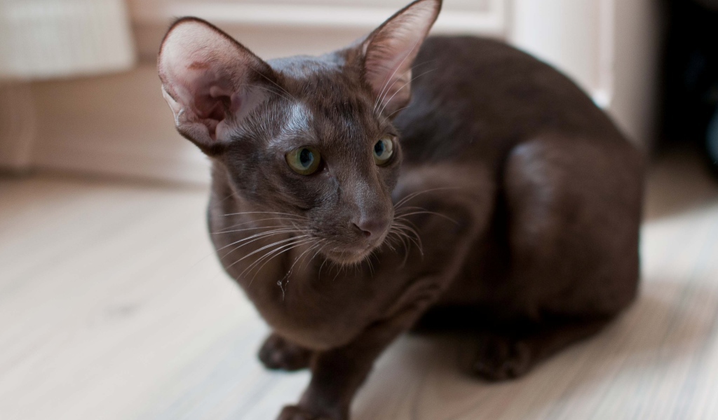 Коричневая ориентальная короткошерстная кошка