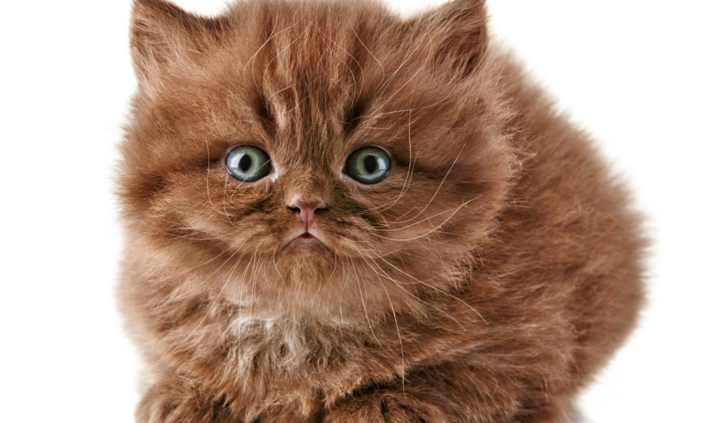 Коричневый котенок британской длинношерстной кошки