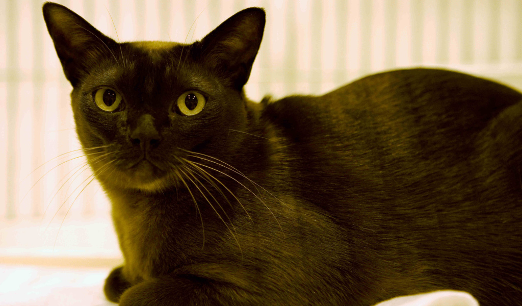 Порода бурманская кошка