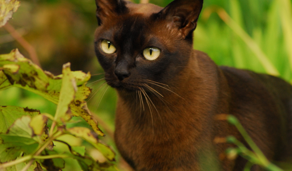 Бурманская кошка среди зелени