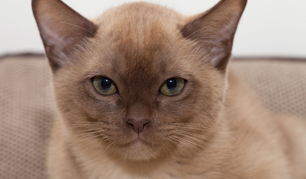 Котенок бурманской кошки