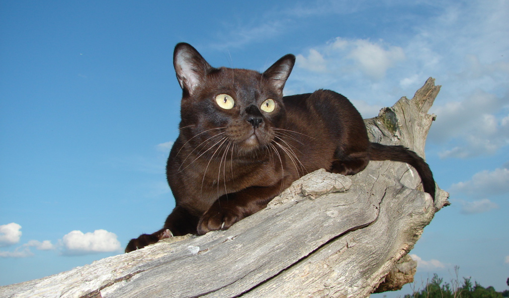 Бурманская кошка на сухом пне