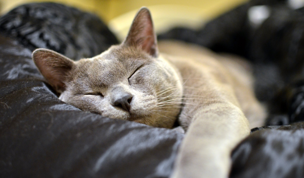 Бурманская кошка  спит