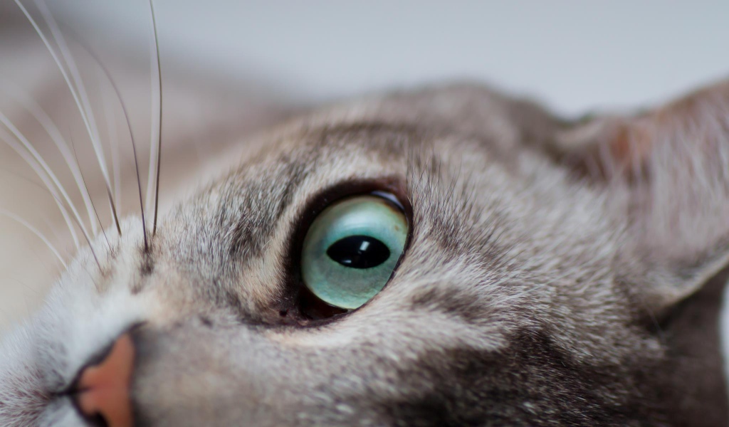 Глаза кошки бурмилла
