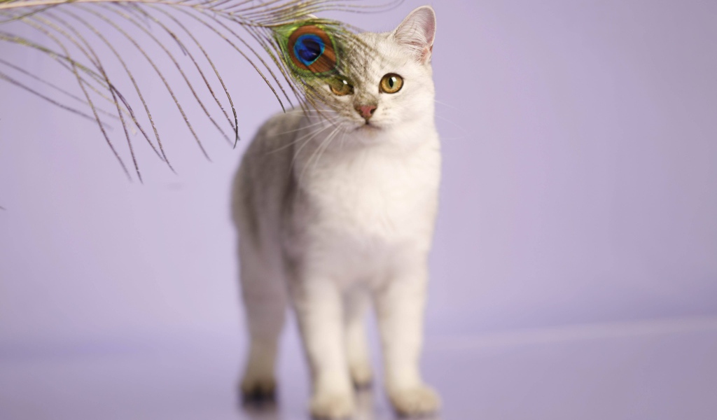 Кот бурмилла и перо павлина