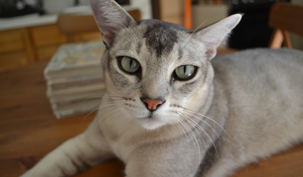 Кошка бурмилла лежит на столе