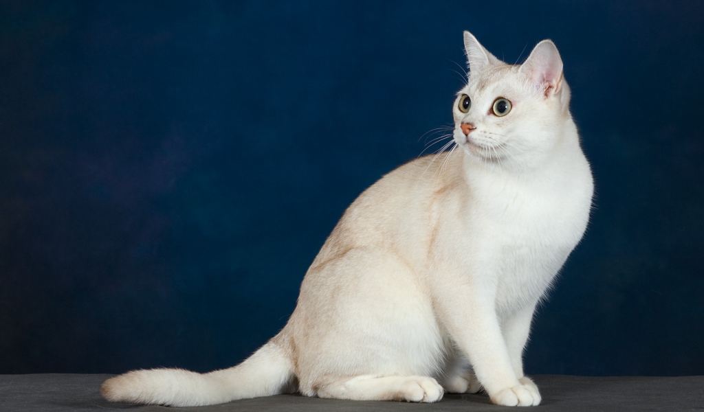 Кот бурмилла на синем фоне