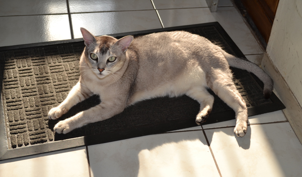 Кошка бурмилла на коврике