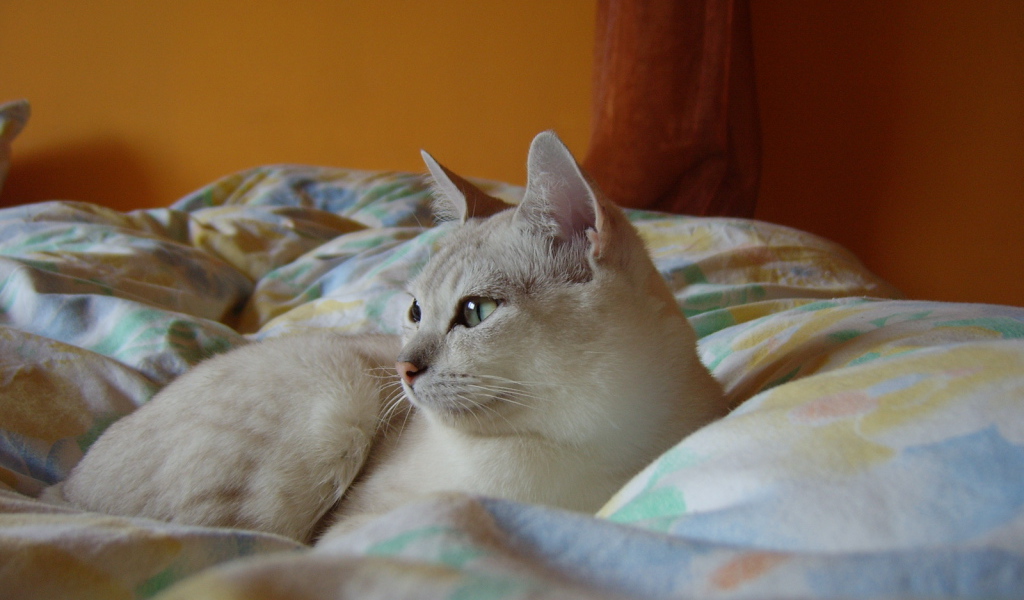 Бурмилла в кровати