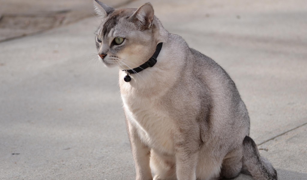 Бурмилла на дорожке